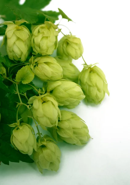 Hops — Stock Photo, Image