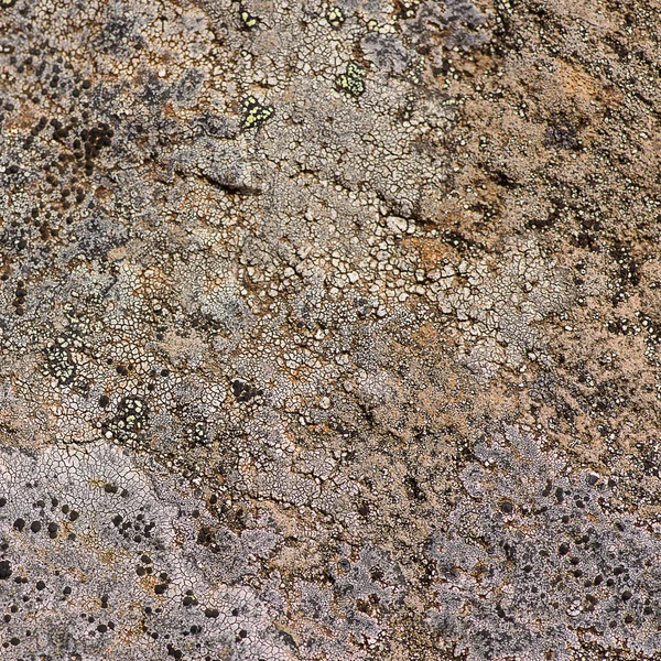 Texture di pietra organica — Foto Stock