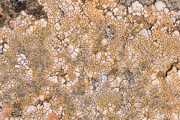 Textura de piedra orgánica — Foto de Stock