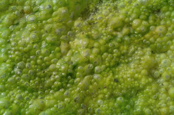 Green Slimy Texture Stock Picture