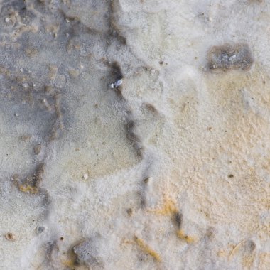 jeolojik organik doku