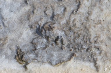 jeolojik organik doku