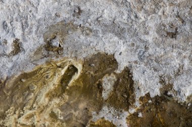 jeolojik organik doku