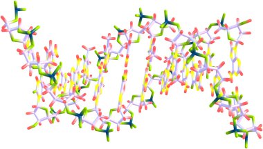 DNA sarmalının molekülü