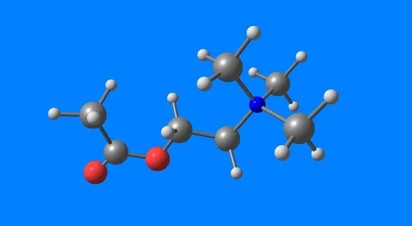 アセチルコリンは ヒトを含む多くの動物の脳や体で神経伝達物質として機能する有機化学物質である 3Dイラスト — ストック写真