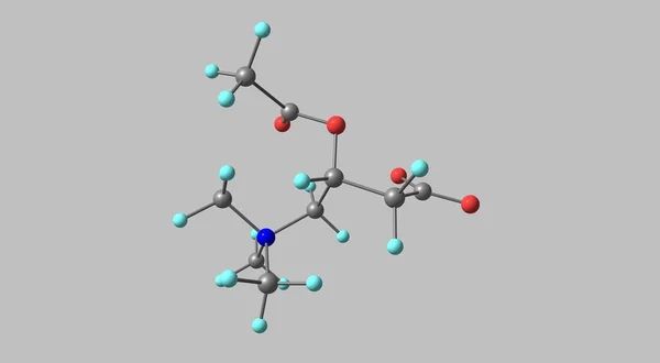 乙酰L Alcar或Alc是L 肉碱的乙酰化形式 它是由人体自然产生的 可以作为一种营养补充剂 3D说明 图库图片