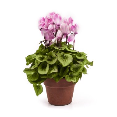 Beyaz arka plan üzerinde izole kap üzerinde pembe Siklamen