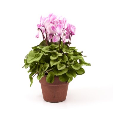 Beyaz arka plan üzerinde izole kap üzerinde pembe Siklamen