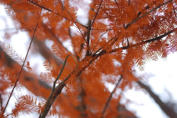 Branches Marsh Cypress Autumn Drought — Stock Photo, Image