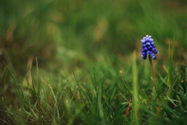 Muscari