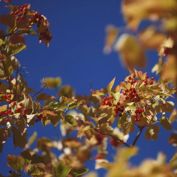 Guelder rose — Stock Photo, Image