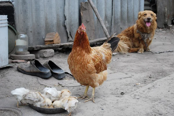 Red dog and chickens