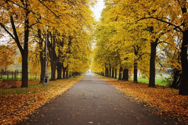 güzel sonbahar park