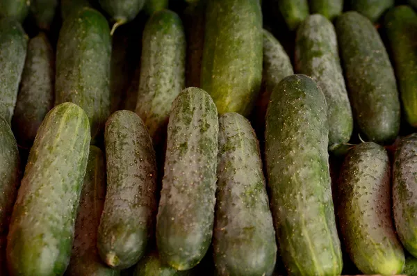 Seamless cucumber pattern — Stock Photo, Image