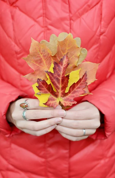 Autumn leaves in hands on red background — Stock Photo, Image