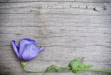 Ahşap arkaplanda çiçek