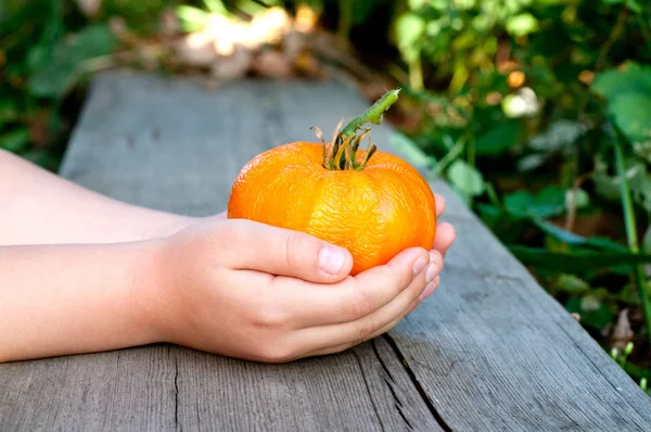 Kid hands, holding huge yellow tomato Stock Picture