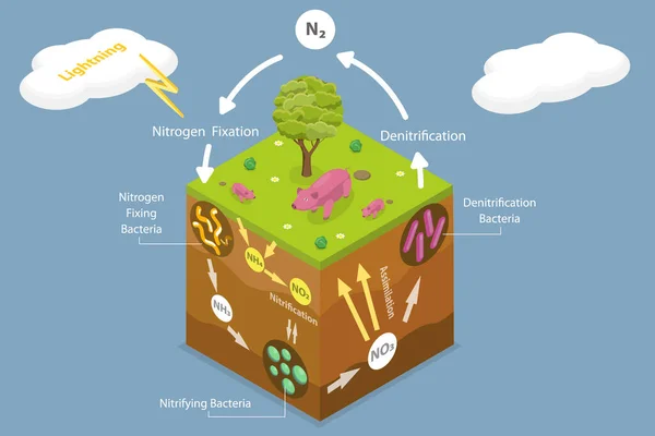 3D Isometric Flat Vector Conceptual Illustration of Nitrogen Cycle — Stockový vektor