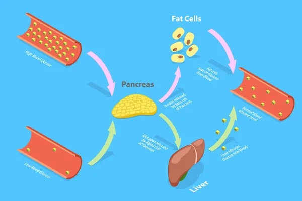 3D Isometric Flat Vector Conceptual Illustration of Insulin And Glucagon — 스톡 벡터