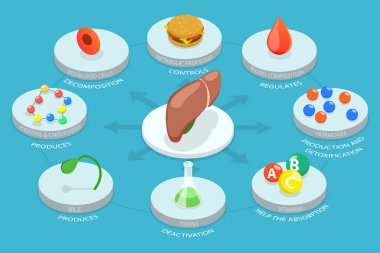 3 Boyutlu Isometric Düz Vektör Karaciğer Fonksiyonlarının Kavramsal İllüstrasyonu