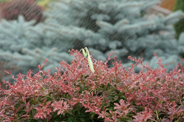 Green Stick Insect Red Plant Rain — Stok fotoğraf