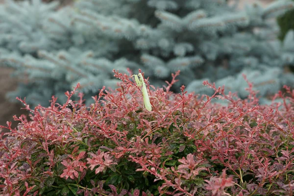 Green stick insect on a red plant during rain