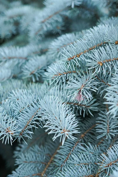 Branches Coniferous Tree Blue Spruce Creative Vintage Background — Photo