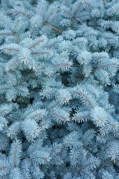 Branches Coniferous Tree Blue Spruce Creative Vintage Background — Stockfoto