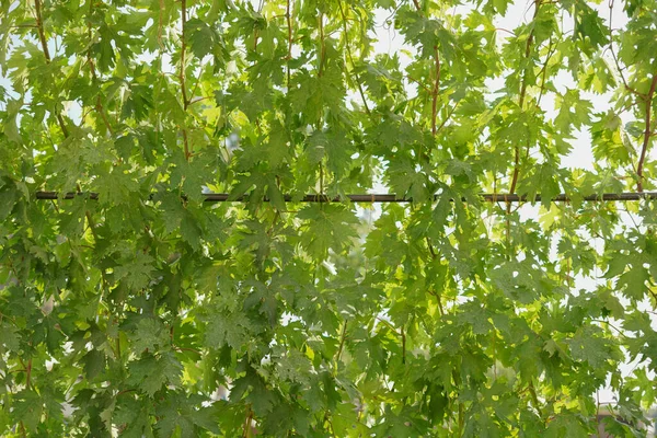 Background of grape leaves against the blue sky. Creative vintage background