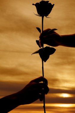 Silhouette eller ve gül