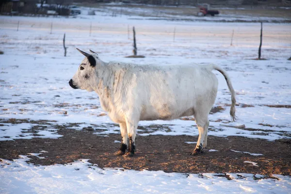 Cow with horns stand in snow head up — Stock Photo, Image