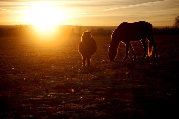 Caballos en el atardecer comiendo — Foto de Stock