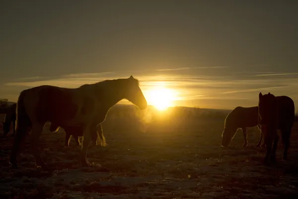 Caballos en la puesta del sol cabeza arriba — Foto de Stock