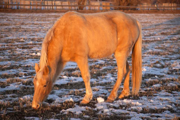 Kůň Palomino jíst zimní — Stock fotografie