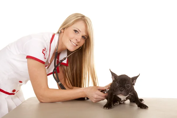 Enfermeira com cão pequeno ouvir com estetoscópio — Fotografia de Stock