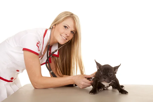 Nurse with small dog listen with stethoscope — Stock Photo, Image