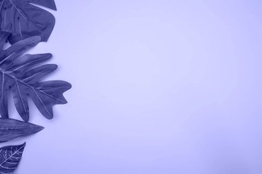 Pembe bir arka plan, üstten görünüm çeşitli tropikal yapraklar