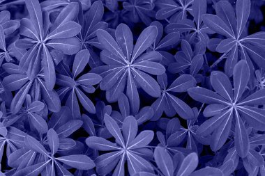 Yeşil yaprak. Peri renginde. 2022 Yılı Rengi