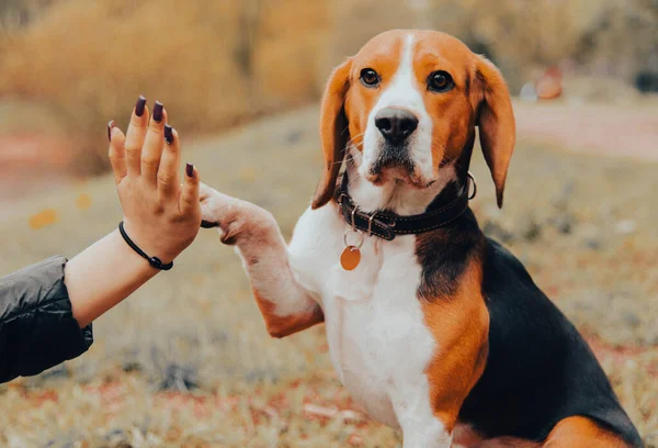 Parkta Bir Köpekle Yürümek Köpek Beş Veriyor — Stok fotoğraf