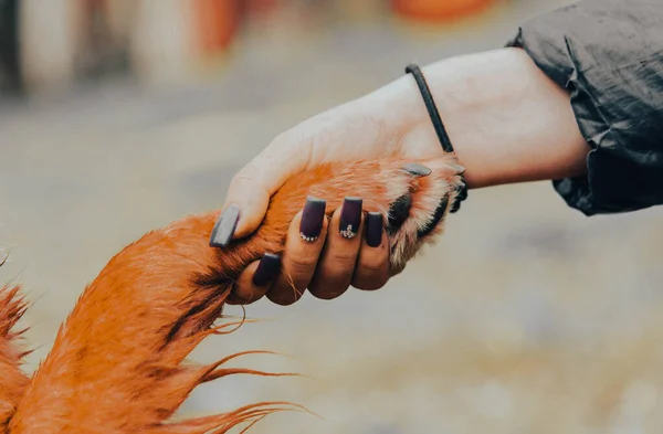 dog paw on human hand. human and dog holding hands.