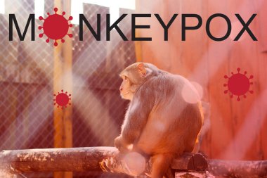 Maymun çiçeği salgını konsepti. Maymun Çiçeği virüsüne maymun çiçeği neden olur. Maymun Çiçeği viral bir zoonotik hastalıktır. Virüs hayvanlardan insanlara bulaşıyor. Maymunlar virüsü saklayıp insanlara bulaştırmış olabilir..