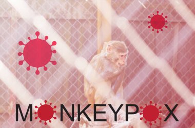 Maymun çiçeği salgını konsepti. Maymun Çiçeği virüsüne maymun çiçeği neden olur. Maymun Çiçeği viral bir zoonotik hastalıktır. Virüs hayvanlardan insanlara bulaşıyor. Maymunlar virüsü saklayıp insanlara bulaştırmış olabilir..