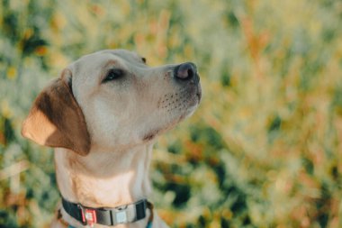 Köpek labrador av köpeğinin doğadaki geyik rengi, nazik köpek, parlak büyük köpek, labrador Junior çimlerin üzerinde.