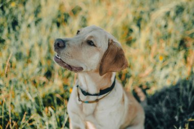 Köpek labrador av köpeğinin doğadaki geyik rengi, nazik köpek, parlak büyük köpek, labrador Junior çimlerin üzerinde.