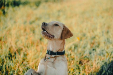 Köpek labrador av köpeğinin doğadaki geyik rengi, nazik köpek, parlak büyük köpek, labrador Junior çimlerin üzerinde.