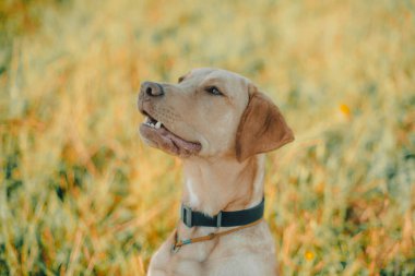 Köpek labrador av köpeğinin doğadaki geyik rengi, nazik köpek, parlak büyük köpek, labrador Junior çimlerin üzerinde.