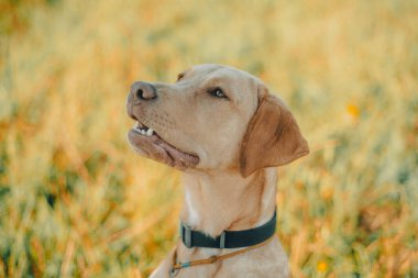 Köpek labrador av köpeğinin doğadaki geyik rengi, nazik köpek, parlak büyük köpek, labrador Junior çimlerin üzerinde.