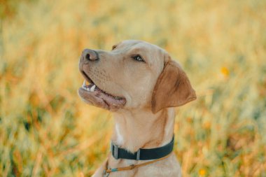 Köpek labrador av köpeğinin doğadaki geyik rengi, nazik köpek, parlak büyük köpek, labrador Junior çimlerin üzerinde.