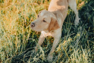 Köpek labrador av köpeğinin doğadaki geyik rengi, nazik köpek, parlak büyük köpek, labrador Junior çimlerin üzerinde.