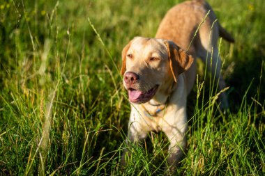 Köpek labrador av köpeğinin doğadaki geyik rengi, nazik köpek, parlak büyük köpek, labrador Junior çimlerin üzerinde.